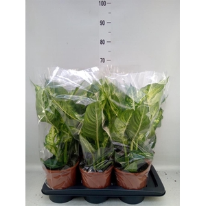 Dieffenbachia  'Mars'