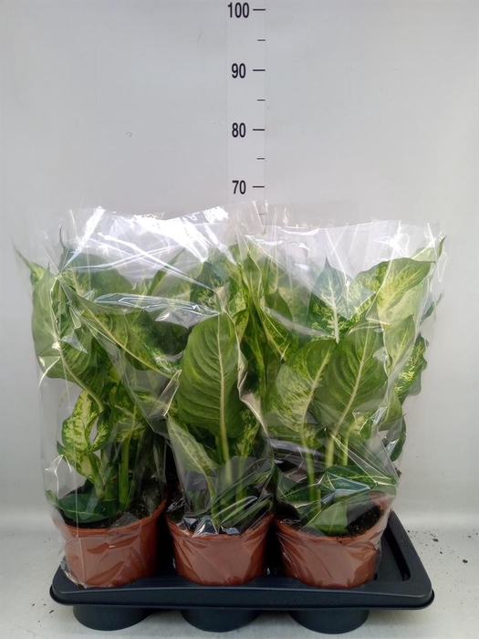 <h4>Dieffenbachia  'Mars'</h4>