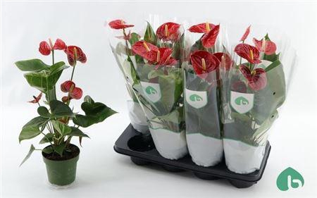 <h4>Anthu An Madural 4+</h4>