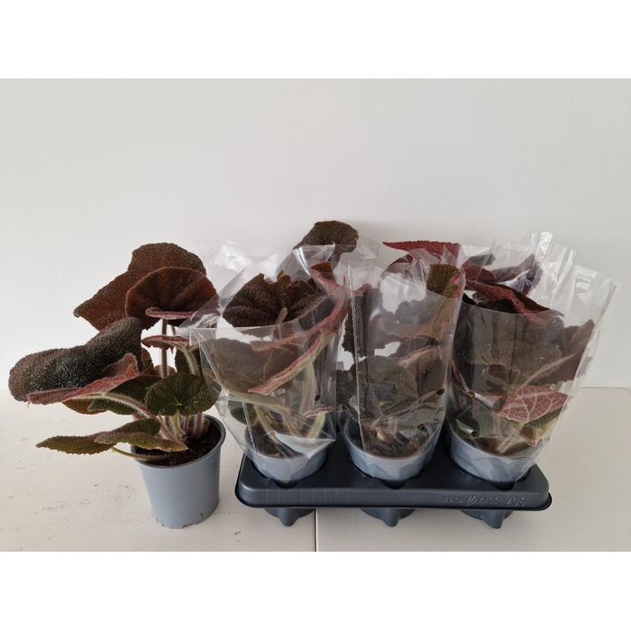 <h4>BEG MASONIANA</h4>