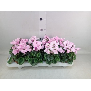 Cyclamen MD 'Crispino'