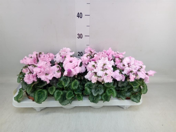 <h4>Cyclamen MD 'Crispino'</h4>
