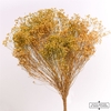 Dried Brooms Natural Bunch