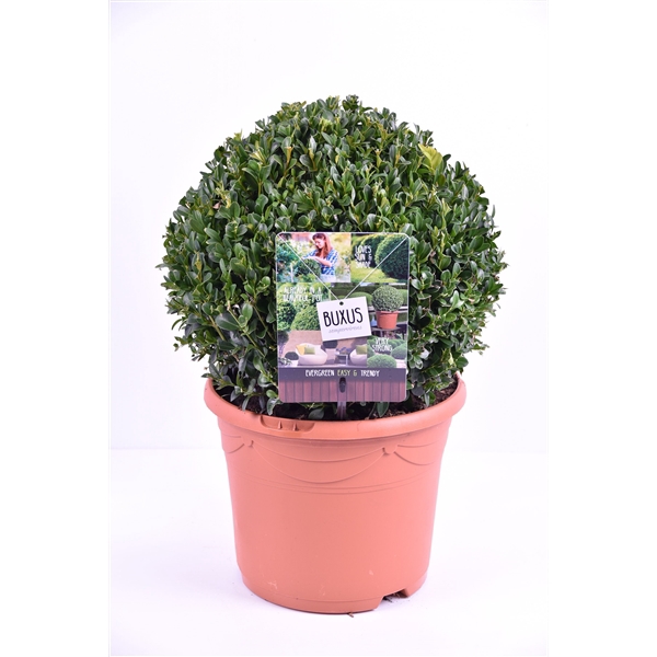 <h4>Buxus sempervirens terracotta Ø 25-30 cm</h4>