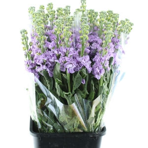 Matthiola Incana Marine Lavender