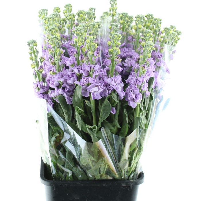 <h4>Matthiola Incana Marine Lavender</h4>