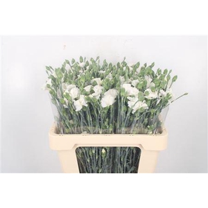 Di Symply Snow White