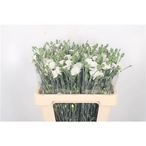 Di Symply Snow White