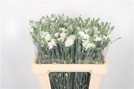 <h4>Di Symply Snow White</h4>