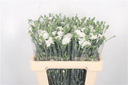 <h4>Di Symply Snow White</h4>