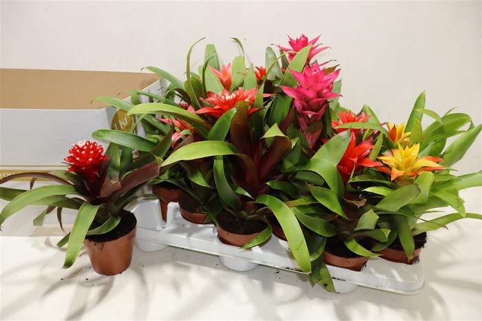 <h4>arr8 Guzm Gem</h4>