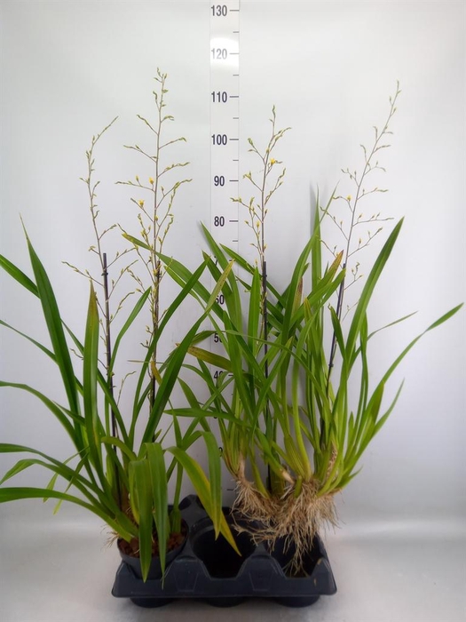 <h4>Orchideeen   ...</h4>