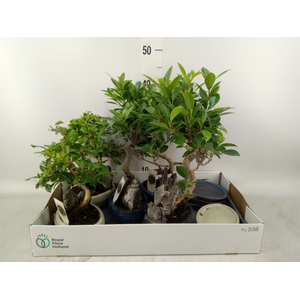 Bonsai   ...mix
