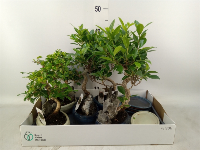 <h4>Bonsai   ...mix</h4>
