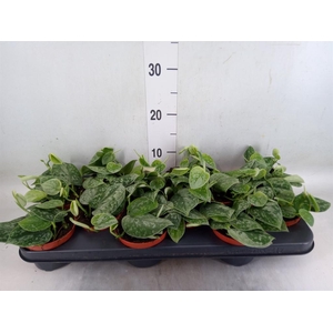 Scindapsus pictus 'Silvery Ann'