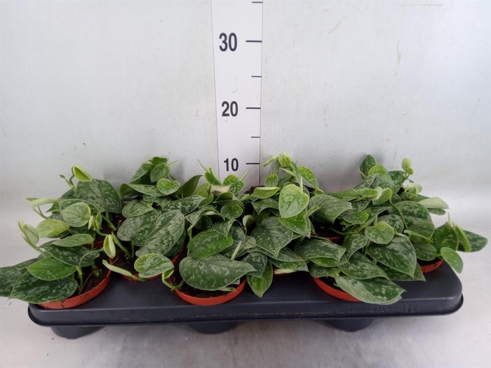 <h4>Scindapsus pictus 'Silvery Ann'</h4>