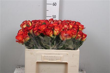 <h4>R Gr Magma Freeland</h4>