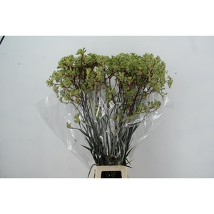 ANIGOZ ARANKA 110CM