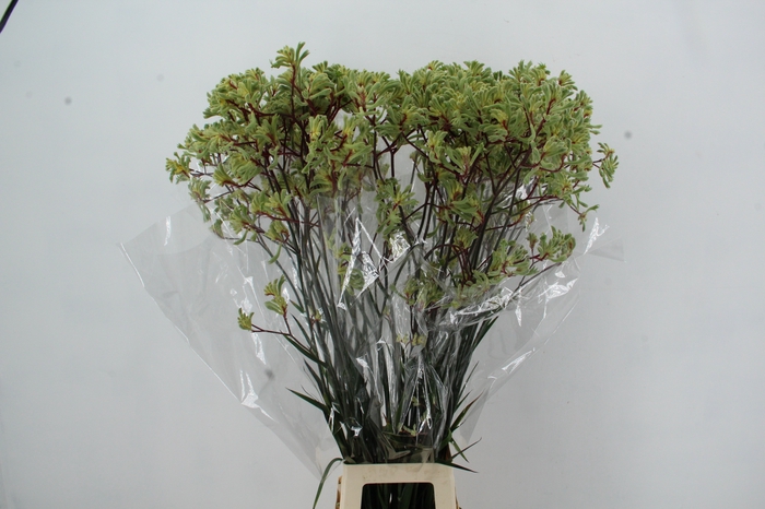 <h4>ANIGOZ ARANKA 110CM</h4>
