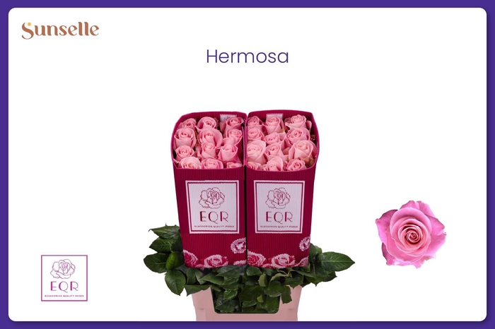 <h4>R GR HERMOSA+</h4>