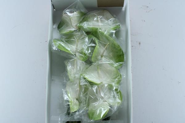 <h4>Anth A Grace X 10</h4>