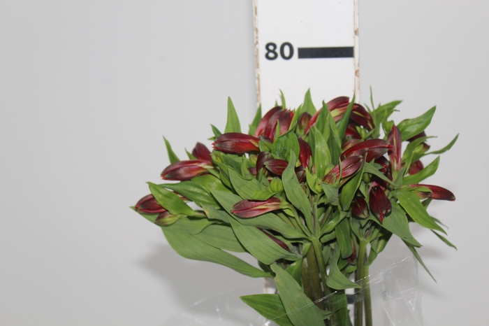 <h4>ALSTROEMERIA ANGELINA 080 CM</h4>