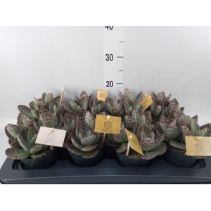 Kalanchoe humilis 'Surpris Desert'