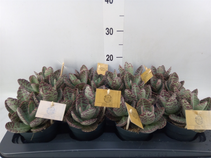 <h4>Kalanchoe humilis 'Surpris Desert'</h4>