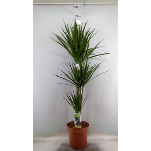 Dracaena marg.