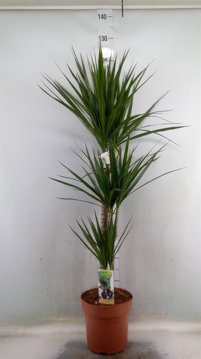 <h4>Dracaena marg.</h4>