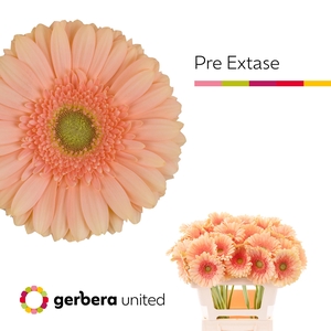 Gerbera Pre-Extase Water x40