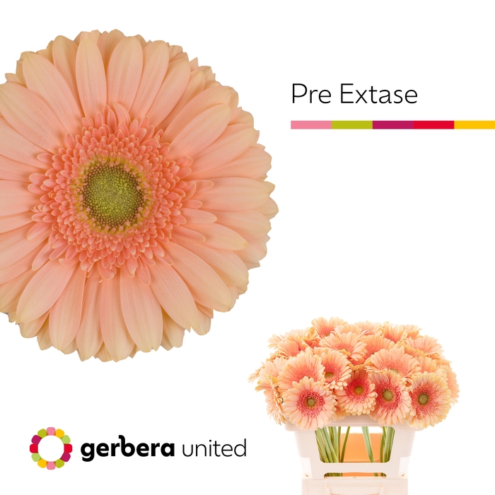 <h4>Gerbera Pre-Extase Water x40</h4>