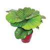 CALATHEA ORBIFOLIA P17