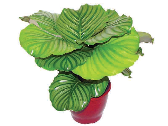 CALATHEA ORBIFOLIA P17