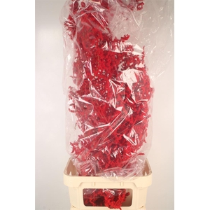 Asparagus Salv. Flock Red X5