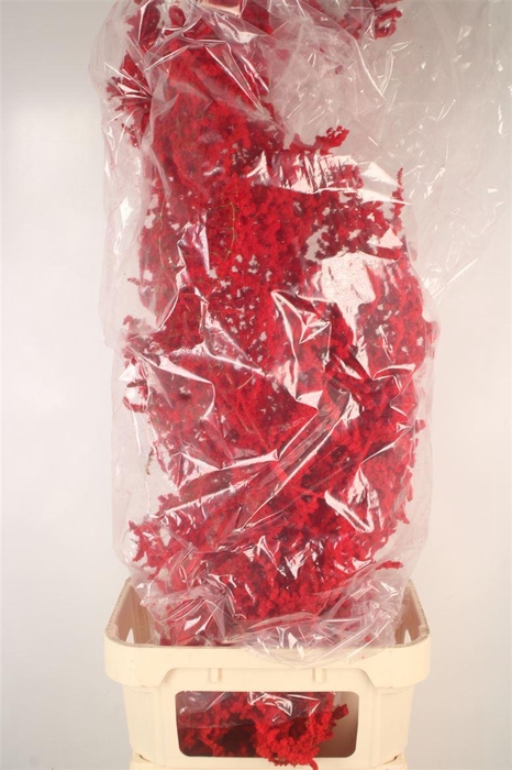 <h4>Asparagus Salv. Flock Red X5</h4>