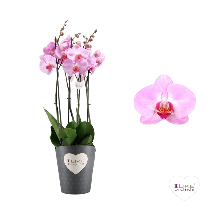 <h4>Duetto Tucson- 5 tak</h4>