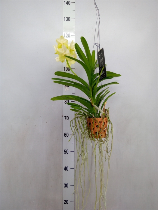 Vanda  hybriden