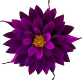 Dahlia pur-02