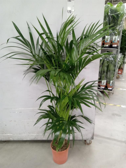 <h4>Howea forsteriana</h4>