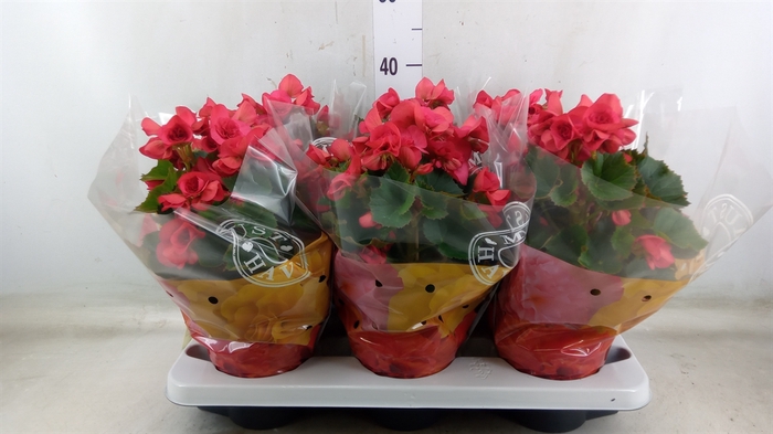 <h4>Begonia elat. DU 'Serena'</h4>