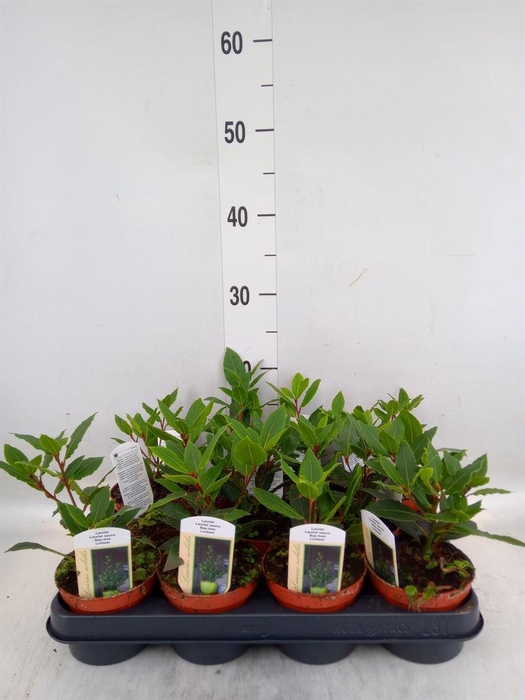 <h4>Laurus nobilis</h4>