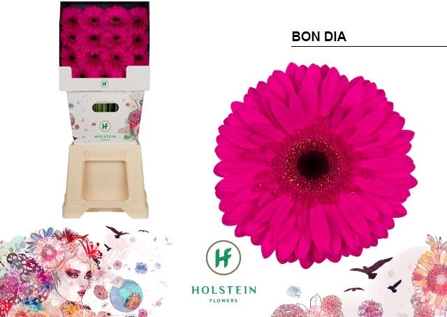 <h4>Gerbera Bon Dia Diamond</h4>