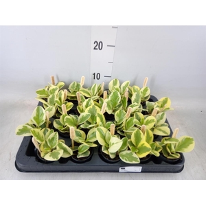 Peperomia obt. 'Obtipan Bicolor'