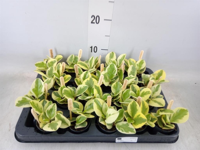 <h4>Peperomia obt. 'Obtipan Bicolor'</h4>
