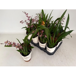 ORCHIDEEEN OVERIG