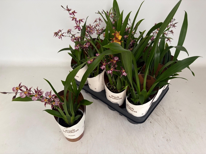 <h4>ORCHIDEEEN OVERIG</h4>