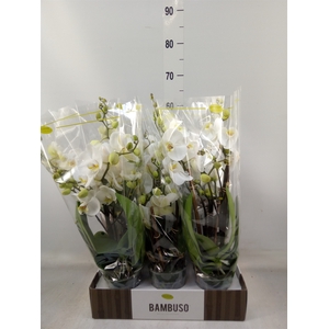 Phalaenopsis   ...white