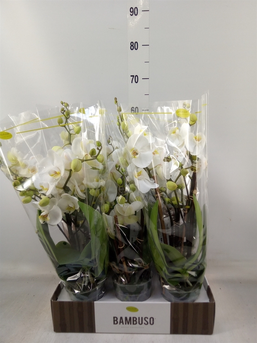 <h4>Phalaenopsis   ...white</h4>