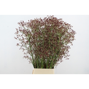 ERYN PAN MAG R THUND 125CM